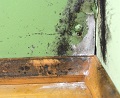  Mold Contamination 